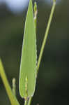 Broadleaf signalgrass